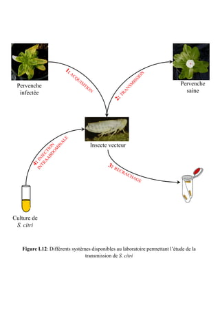 1:
                                 AC




                                                                          N
                                                                         O
                                      QU




                                                                       SI
                                         IS




                                                                     IS
                                            IT                                 Pervenche




                                                                   SM
 Pervenche                                     IO




                                                                 AN
                                                 N                               saine
  infectée



                                                               TR
                                                          2:
                        LE
                        A




                                                 Insecte vecteur
                     IN
                BD ION
                  OM
            AA CT
          TR JE
        IN : IN




                                                        3: R
       4




                                                               EC
                                                                  RA
                                                                    CH
                                                                      AG
                                                                        E




Culture de
 S. citri


   Figure I.12: Différents systèmes disponibles au laboratoire permettant l’étude de la
                                 transmission de S. citri
 