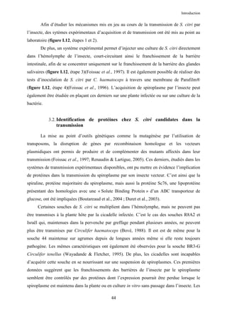 Introduction


       Afin d’étudier les mécanismes mis en jeu au cours de la transmission de S. citri par
l’insecte, des sytèmes expérimentaux d’acquisition et de transmission ont été mis au point au
laboratoire (figure I.12, étapes 1 et 2).
       De plus, un système expérimental permet d’injecter une culture de S. citri directement
dans l’hémolymphe de l’insecte, court-circuitant ainsi le franchissement de la barrière
intestinale, afin de se concentrer uniquement sur le franchissement de la barrière des glandes
salivaires (figure I.12, étape 3)(Foissac et al., 1997). Il est également possible de réaliser des
tests d’inoculation de S. citri par C. haematoceps à travers une membrane de Parafilm®
(figure I.12, étape 4)(Foissac et al., 1996). L’acquisition de spiroplasme par l’insecte peut
également être étudiée en plaçant ces derniers sur une plante infectée ou sur une culture de la
bactérie.


            3.2. Identification de protéines chez S. citri candidates dans la
                transmission

       La mise au point d’outils génétiques comme la mutagénèse par l’utilisation de
transposons, la disruption de gènes par recombinaison homologue et les vecteurs
plasmidiques ont permis de produire et de complémenter des mutants affectés dans leur
transmission (Foissac et al., 1997; Renaudin & Lartigue, 2005). Ces derniers, étudiés dans les
systèmes de transmission expérimentaux disponibles, ont pu mettre en évidence l’implication
de protéines dans la transmission du spiroplasme par son insecte vecteur. C’est ainsi que la
spiraline, protéine majoritaire du spiroplasme, mais aussi la protéine Sc76, une lipoprotéine
présentant des homologies avec une « Solute Binding Protein » d’un ABC transporteur de
glucose, ont été impliquées (Boutareaud et al., 2004 ; Duret et al., 2003).
      Certaines souches de S. citri se multiplient dans l’hémolymphe, mais ne peuvent pas
être transmises à la plante hôte par la cicadelle infectée. C’est le cas des souches R8A2 et
Israël qui, maintenues dans la pervenche par greffage pendant plusieurs années, ne peuvent
plus être transmises par Circulifer haematoceps (Bové, 1988). Il est est de même pour la
souche 44 maintenue sur agrumes depuis de longues années même si elle reste toujours
pathogène. Les mêmes caractéristiques ont également été observées pour la souche BR3-G
Circulifer tenellus (Wayadande & Fletcher, 1995). De plus, les cicadelles sont incapables
d’acquérir cette souche en se nourrissant sur une suspension de spiroplasmes. Ces premières
données suggèrent que les franchissements des barrières de l’insecte par le spiroplasme
semblent être contrôlés par des protéines dont l’expression pourrait être perdue lorsque le
spiroplasme est maintenu dans la plante ou en culture in vitro sans passage dans l’insecte. Les

                                               44
 