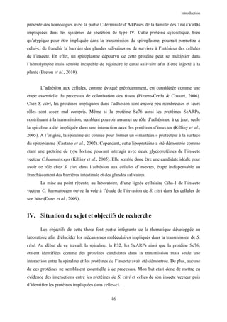 Introduction


présente des homologies avec la partie C-terminale d’ATPases de la famille des TraG/VirD4
impliquées dans les systèmes de sécrétion de type IV. Cette protéine cytosolique, bien
qu’atypique pour être impliquée dans la transmission du spiroplasme, pourrait permettre à
celui-ci de franchir la barrière des glandes salivaires ou de survivre à l’intérieur des cellules
de l’insecte. En effet, un spiroplasme dépourvu de cette protéine peut se multiplier dans
l’hémolymphe mais semble incapable de rejoindre le canal salivaire afin d’être injecté à la
plante (Breton et al., 2010).


       L’adhésion aux cellules, comme évoqué précédemment, est considérée comme une
étape essentielle du processus de colonisation des tissus (Pizarro-Cerda & Cossart, 2006).
Chez S. citri, les protéines impliquées dans l’adhésion sont encore peu nombreuses et leurs
rôles sont assez mal compris. Même si la protéine Sc76 ainsi les protéines ScARPs,
contribuant à la transmission, semblent pouvoir assumer ce rôle d’adhésines, à ce jour, seule
la spiraline a été impliquée dans une interaction avec les protéines d’insectes (Killiny et al.,
2005). A l’origine, la spiraline est connue pour former un « manteau » protecteur à la surface
du spiroplasme (Castano et al., 2002). Cependant, cette lipoprotéine a été démontrée comme
étant une protéine de type lectine pouvant interagir avec deux glycoprotéines de l’insecte
vecteur C.haematoceps (Killiny et al., 2005). Elle semble donc être une candidate idéale pour
avoir ce rôle chez S. citri dans l’adhésion aux cellules d’insectes, étape indispensable au
franchissement des barrières intestinale et des glandes salivaires.
       La mise au point récente, au laboratoire, d’une lignée cellulaire Ciha-1 de l’insecte
vecteur C. haematoceps ouvre la voie à l’étude de l’invasion de S. citri dans les cellules de
son hôte (Duret et al., 2009).


IV. Situation du sujet et objectifs de recherche

       Les objectifs de cette thèse font partie intégrante de la thématique développée au
laboratoire afin d’élucider les mécanismes moléculaires impliqués dans la transmission de S.
citri. Au début de ce travail, la spiraline, la P32, les ScARPs ainsi que la protéine Sc76,
étaient identifiées comme des protéines candidates dans la transmission mais seule une
interaction entre la spiraline et les protéines de l’insecte avait été démontrée. De plus, aucune
de ces protéines ne semblaient essentielle à ce processus. Mon but était donc de mettre en
évidence des interactions entre les protéines de S. citri et celles de son insecte vecteur puis
d’identifier les protéines impliquées dans celles-ci.


                                               46
 