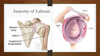 Anatomy of Labrum