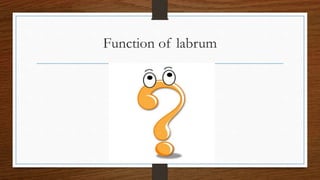 Function of labrum