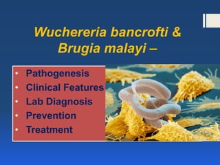 Wuchereria bancrofti &
Brugia malayi –
• Pathogenesis
• Clinical Features
• Lab Diagnosis
• Prevention
• Treatment
 