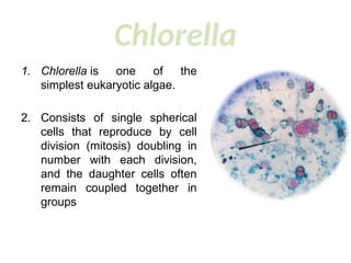 Biology-BIO241-lec6. for human healthpptx | PPTX