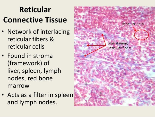 hyaline cartilage
