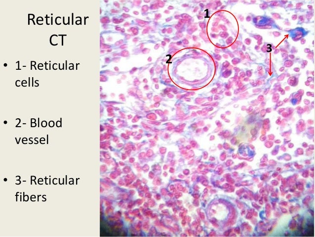 Histology Lab Slides dark fiber diagram 