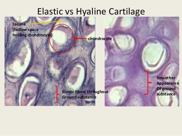 Histology Lab Slides