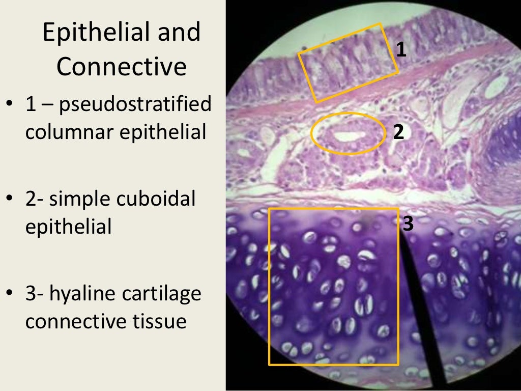 Histology Lab Slides