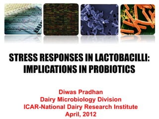 STRESS RESPONSES IN LACTOBACILLI:
IMPLICATIONS IN PROBIOTICS
Diwas Pradhan
Dairy Microbiology Division
ICAR-National Dairy Research Institute
April, 2012
 