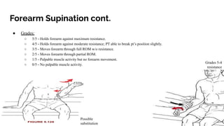 Manual muscle test for clerical region and thoracic | PDF