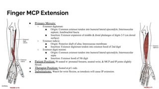 Manual muscle test for clerical region and thoracic | PDF
