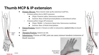 Manual muscle test for clerical region and thoracic | PDF