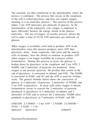 The reactants are then transferred to the mitochondria where the
process is continued. The process that occurs in the cytoplasm
of the cell is called glycolysis and does not require oxygen,
meaning it is an anaerobic process. This portion of the process
makes 2 net ATP molecules per molecule of glucose. In the
mitochondria of the eukaryotic cell, oxygen is employed to
more efficiently harness the energy stored in the glucose
molecules. The use of oxygen, an aerobic process, allows the
cell to make a total of 34-38 ATP molecules per molecule of
glucose.
When oxygen is available, cells tend to produce ATP in the
mitochondria since this process produces more ATP than
glycolysis alone. Some organisms, like yeast and the muscle
cells of animals, have the ability to continue to produce ATP
when oxygen is no longer available by a process called
fermentation. During this process in yeast, the glucose is
broken down by glycolysis in the cytoplasm and 2 net ATP, 2
NADH, and 2 molecules of pyruvate are produced. Since
oxygen is not present, pyruvate, the product that results at the
end of glycolysis, is converted to ethanol and CO2. The NADH
is converted to NAD+ and H+ and the ATP is used for cellular
work. The general formula below shows the conversion of
glucose to 2 molecules of pyruvate, 2 molecules of NADH, and
2 net ATP in glycolysis. In yeast cells when oxygen is absent,
fermentation occurs to convert the 2 molecules of pyruvate
(produced in glycolysis) to 2 molecules of ethanol and 2
molecules of CO2 and to convert the 2 molecules NADH (also
produced in glycolysis) to 2 molecules of NAD+ and 2H+.
C6H12O6 2 C3H4O3 + 2 net ATP + 2 NADH 2 C3H5OH +
2CO2 + 2 NAD+ + 2 H+
(glucose) (pyruvate) (ethanol)
GlycolysisFermentation
 