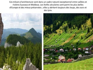 Ces trésors d'architecture sont dans un cadre naturel exceptionnel entre vallées et
   rivières Suceava et Moldova. Les forêts séculaires sont parmi les plus belles
d'Europe et des mieux préservées ; elles y abritent toujours des loups, des ours et
                                     des lynx.
 
