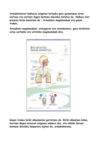 Arnasketearen helburua oxigenoa lortzeko gure gorputzean airea
sartzea eta sortzen dogun karbono dioxidoa botatea da. Helburu hori
prozezu bitan banatzen da : Arnasketa mogimenduak eta gasen
trukea.
Arnasketa mogimenduak, arnasgorea eta arnasbehera, gure birikietan
airea sartzeko eta urteteko mogimenduak dira.
Gasen trukea biriki albeoloetan gertatzen da. Biriki albeoloen bidez,
hartzen dogun airearen oxigenoa odolera doa, eta odolak daroan
karbono dioxidoa kanporatu egiten da, arnasbeherean.
 