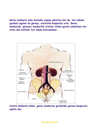Gernu maskuria zaku formako organo gihartsu bat da, eta zakuan
gordeta egoten da gernua, uretratik kanporatu arte. Gernu
maskuriak, gernuari maskuritik urteten izteko gureta zabaltzen eta
ixten dan esfinter bat dauka barrualdean.
Uretra hodiaren bidez, gernu maskurian gordetako gernua kanporatu
egiten dau
Izerdi gurinek
 