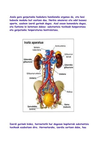 Azala gure gorputzeko hadadura handieneko organoa da, eta hesi
babesle moduko bat osotzen dau. Nerbio amaierez eta odol basoez
aparte, azalean izerdi gurinak dagoz. Azal osoan bananduta dagoz,
eta funtzino bi betetzen dabez: substantzia toxikoak kanporatzea
eta gorputzeko tenperaturea kontrolatzea.
Izerdi gurinek bidez, horreetatik hur dagozan kapilarrak substantzia
toxikoak ezabatzen dira. Horreetarako, izerdia sortzen dabe, hau
 