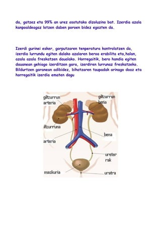 da, gatzez eta 99% an urez osotutako dizoluzino bat. Izerdia azala
kanpoaldeagaz lotzen daben poroen bidez egozten da.
Izerdi gurinei esker, gorputzaren tenperatura kontrolatzen da,
izerdia lurrundu egiten dalako azalaren beroa erabilita eta,halan,
azala azala freskatzen daualako. Horregaitik, bero handia egiten
dauanean gehiago izerditzen gara, izerdiren lurrunaz freskatzeko.
Bildurtzen garanean adibidez, bihotzaren taupadak arinago doaz eta
horregaitik izerdia ematen dogu
 
