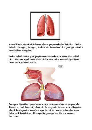 Arnasbideak aireak zirkulatzen dauan gorputzeko hodiak dira. Sudur
hobiak, faringea, laringea, trakea eta bronkioak dira gure gorputzeko
arnasbideen osagaiak.
Sudur hobiak airea gure gorputzean sartzeko eta aterateko hobiak
dira. Horreen eginkizuna airea birikietara heldu aurretik garbitzea,
berotzea eta hezotzea da.
Faringea digestino aparatuaren eta arnasa aparatuaren osagaia da.
Izan ere, hodi horreek, ahoa eta hestegorria lotzeaz eta elikagaiak
ahotik hestegorrira eroateaz aparte, airea, ere eroaten dau sudur
hobietatik birikietara. Horregaitik gara gai ahotik ere arnasa
hartzeko.
 