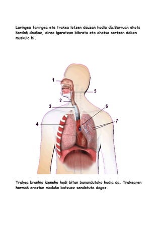 Laringea faringea eta trakea lotzen dauzan hodia da.Barruan ahots
kordak daukaz, airea igarotean bibratu eta ahotsa sortzen daben
muskulo bi.
Trakea bronkio izeneko hodi bitan banandutako hodia da. Trakearen
hormak eraztun moduko batzuez sendotuta dagoz.
 