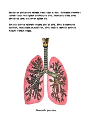 Bronkioak birikietara heltzen diran hodi bi dira. Birikietan bronkiolo
izeneko hodi txikiagotan adarkatzen dira. Bronkioen bidez airea
birikietan sartu eta urten egiten da.
Birikiak larrosa koloreko organo arol bi dira. Biriki bakotxaren
barruan, bronkioloen muturretan, biriki albeolo izeneko zakutxo
moduko batzuk dagoz.
Arnasketa prozezua
 