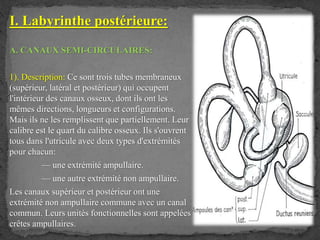 I. Labyrinthe postérieure:
A. CANAUX SEMI-CIRCULAIRES:
1). Description: Ce sont trois tubes membraneux
(supérieur, latéral et postérieur) qui occupent
l'intérieur des canaux osseux, dont ils ont les
mêmes directions, longueurs et configurations.
Mais ils ne les remplissent que partiellement. Leur
calibre est le quart du calibre osseux. Ils s'ouvrent
tous dans l'utricule avec deux types d'extrémités
pour chacun:
— une extrémité ampullaire.
— une autre extrémité non ampullaire.
Les canaux supérieur et postérieur ont une
extrémité non ampullaire commune avec un canal
commun. Leurs unités fonctionnelles sont appelées
crêtes ampullaires.
 