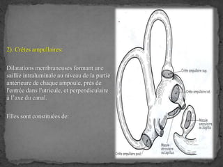2). Crêtes ampullaires:
Dilatations membraneuses formant une
saillie intraluminale au niveau de la partie
antérieure de chaque ampoule, près de
l'entrée dans l'utricule, et perpendiculaire
à l’axe du canal.
Elles sont constituées de:
 