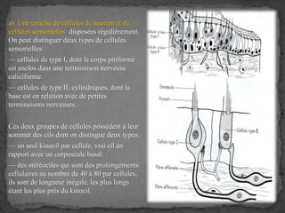 a). Une couche de cellules de soutien et de
cellules sensorielles: disposées régulièrement.
On peut distinguer deux types de cellules
sensorielles:
— cellules de type I, dont le corps piriforme
est enclos dans une terminaison nerveuse
caliciforme.
— cellules de type II, cylindriques, dont la
base est en relation avec de petites
terminaisons nerveuses.
Ces deux groupes de cellules possèdent à leur
sommet des cils dont on distingue deux types:
— un seul kinocil par cellule, vrai cil en
rapport avec un corpuscule basal.
— des stéréociles qui sont des prolongements
cellulaires au nombre de 40 à 80 par cellules,
ils sont de longueur inégale, les plus longs
étant les plus près du kinocil.
 