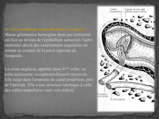 b). Une membrane extracellulaire (la cupule):
Masse gélatineuse homogène dont une extrémité
est fixe au niveau de l'épithélium sensoriel, l'autre
extrémité décrit des mouvements angulaires en
restant au contact de la paroi opposée de
l'ampoule.
La crista neglecta, appelée aussi 4ème crête, ou
crête accessoire, exceptionnellement retrouvée.
Elle siège dans l'ampoule du canal postérieur, près
de l'utricule. Elle a une structure identique à celle
des crêtes ampullaires mais très réduite.
 