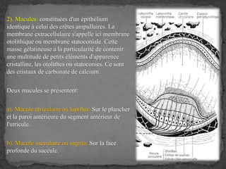 2). Macules: constituées d'un épithélium
identique à celui des crêtes ampullaires. La
membrane extracellulaire s'appelle ici membrane
otolithique ou membrane statoconiale. Cette
masse gélatineuse a la particularité de contenir
une multitude de petits éléments d'apparence
cristalline, les otolithes ou statoconies. Ce sont
des cristaux de carbonate de calcium.
Deux macules se présentent:
a). Macule utriculaire ou lapillus: Sur le plancher
et la paroi antérieure du segment antérieur de
l'utricule.
b). Macule sacculaire ou sagitta: Sur la face
profonde du saccule.
 