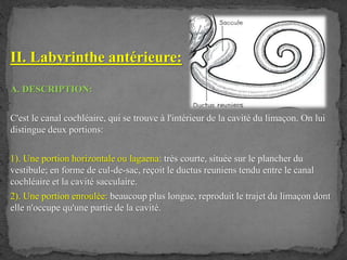 II. Labyrinthe antérieure:
A. DESCRIPTION:
C'est le canal cochléaire, qui se trouve à l'intérieur de la cavité du limaçon. On lui
distingue deux portions:
1). Une portion horizontale ou lagaena: très courte, située sur le plancher du
vestibule; en forme de cul-de-sac, reçoit le ductus reuniens tendu entre le canal
cochléaire et la cavité sacculaire.
2). Une portion enroulée: beaucoup plus longue, reproduit le trajet du limaçon dont
elle n'occupe qu'une partie de la cavité.
 