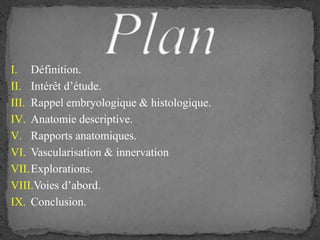 I. Définition.
II. Intérêt d’étude.
III. Rappel embryologique & histologique.
IV. Anatomie descriptive.
V. Rapports anatomiques.
VI. Vascularisation & innervation
VII.Explorations.
VIII.Voies d’abord.
IX. Conclusion.
 
