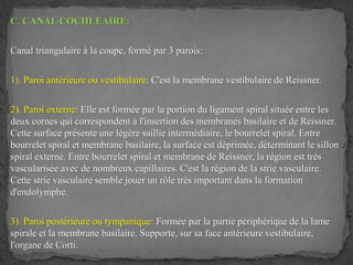 C. CANAL COCHLÉAIRE:
Canal triangulaire à la coupe, formé par 3 parois:
1). Paroi antérieure ou vestibulaire: C'est la membrane vestibulaire de Reissner.
2). Paroi externe: Elle est formée par la portion du ligament spiral située entre les
deux cornes qui correspondent à l'insertion des membranes basilaire et de Reissner.
Cette surface présente une légère saillie intermédiaire, le bourrelet spiral. Entre
bourrelet spiral et membrane basilaire, la surface est déprimée, déterminant le sillon
spiral externe. Entre bourrelet spiral et membrane de Reissner, la région est très
vascularisée avec de nombreux capillaires. C'est la région de la strie vasculaire.
Cette strie vasculaire semble jouer un rôle très important dans la formation
d'endolymphe.
3). Paroi postérieure ou tympanique: Formée par la partie périphérique de la lame
spirale et la membrane basilaire. Supporte, sur sa face antérieure vestibulaire,
l'organe de Corti.
 