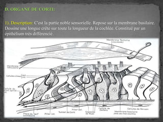D. ORGANE DE CORTI:
1). Description: C'est la partie noble sensorielle. Repose sur la membrane basilaire.
Dessine une longue crête sur toute la longueur de la cochlée. Constitué par un
épithélium très différencié.
 