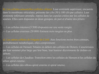 b). Les cellules sensorielles (cellules ciliées): Leur extrémité supérieure, encastrée
dans la membrane réticulaire, présente des cils (50 à 100 cils par cellule). Leur
extrémité inférieure arrondie, repose dans les cupules créées par les cellules de
soutien. Elles sont disposées en deux groupes, de part et d'autre des piliers:
— Les cellules internes (3 500) disposées sur une seule rangée.
— Les cellules externes (20 000) forment trois rangées ou plus.
c). Les autres cellules de l'organe de Corti: Aux fonctions moins bien connues,
probablement métaboliques, elles comprennent:
— Les cellules de Hensen: Situées en dehors des cellules de Deiters. Caractérisées
par leur sommet plus large que leur base, leur hauteur décroissante de dedans en
dehors.
— Les cellules de Claudius: Transition entre les cellules de Hensen et les cellules du
sillon spiral externe.
— Les cellules des sillons spiral externe et spiral interne.
 