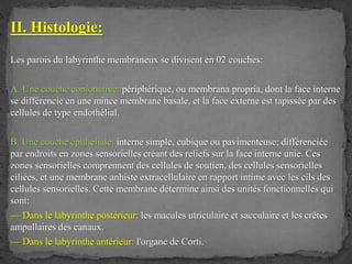 II. Histologie:
Les parois du labyrinthe membraneux se divisent en 02 couches:
A. Une couche conjonctive: périphérique, ou membrana propria, dont la face interne
se différencie en une mince membrane basale, et la face externe est tapissée par des
cellules de type endothélial.
B. Une couche épithéliale: interne simple, cubique ou pavimenteuse; différenciée
par endroits en zones sensorielles créant des reliefs sur la face interne unie. Ces
zones sensorielles comprennent des cellules de soutien, des cellules sensorielles
ciliées, et une membrane anhiste extracellulaire en rapport intime avec les cils des
cellules sensorielles. Cette membrane détermine ainsi des unités fonctionnelles qui
sont:
— Dans le labyrinthe postérieur: les macules utriculaire et sacculaire et les crêtes
ampullaires des canaux.
— Dans le labyrinthe antérieur: l'organe de Corti.
 