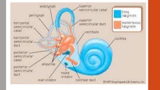 • ..Structure of the Inner Ear.mp4
• ..Model- Inner Ear and the Bony Labyrinth.mp4
 