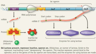 lac-Operon.pptx