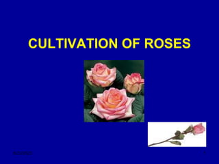 CULTIVATION OF ROSES
8/23/2023 1
 