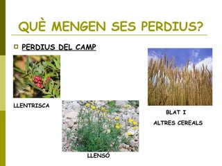 QUÈ MENGEN SES PERDIUS?
 PERDIUS DEL CAMP
LLENTRISCA
BLAT I
ALTRES CEREALS
LLENSÓ
 