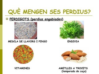 QUÈ MENGEN SES PERDIUS?
 PERDIGOTS (perdius engabiades)
MESCLA DE LLAVORS I PINSO ENDIVIA
VITAMINES AMETLLES A TROCETS
(temporada de caça)
 