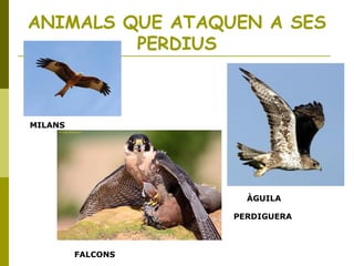 ANIMALS QUE ATAQUEN A SES
PERDIUS
MILANS
ÀGUILA
PERDIGUERA
FALCONS
 