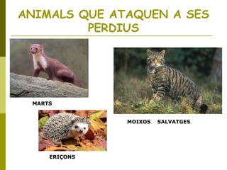 ANIMALS QUE ATAQUEN A SES
PERDIUS
MARTS
MOIXOS SALVATGES
ERIÇONS
 