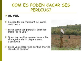 COM ES PODEN CAÇAR SES
PERDIUS?
 AL VOL
 Es caçador va caminant pel camp
amb un ca
 Es ca cerca ses perdius i quan les
troba les fa volar
 Quan les perdius comencen a volar
es caçador els hi dispara amb
s’escopeta
 Es ca va a cercar ses perdius mortes
i les du al caçador
 