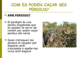 COM ES PODEN CAÇAR SES
PERDIUS?
 AMB PERDIGOT
 El perdigot és una
perdiu engabiada que
el caçador fa servir de
reclam per poder caçar
perdius del camp
 Quan s’atraquen les
perdius el caçador pot
disparar amb
s’escopeta o agafar-les
vives amb bagues
 