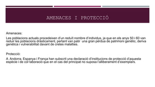 AMENACES I PROTECCIÓ
Amenaces:
Les poblacions actuals procedeixen d’un reduït nombre d’individus, ja que en els anys 50 i 60 van
reduir les poblacions dràsticament, pertant van patir una gran pèrdua de patrimoni genètic, deriva
genètica i vulnerabilitat davant de cretes malalties.
Protecció:
A Andorra, Espanya i França han subscrit una declaració d’institucions de protecció d’aquesta
espècie i de col·laboració que en el cas del principat no suposa l’alliberament d’exemplars.
 