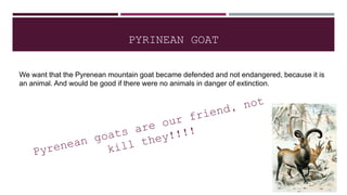 PYRINEAN GOAT
We want that the Pyrenean mountain goat became defended and not endangered, because it is
an animal. And would be good if there were no animals in danger of extinction.
 