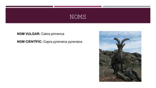 NOMS
NOM VULGAR: Cabra pirinenca
NOM CIENTÍFIC: Capra pyrenaica pyrenaica
 