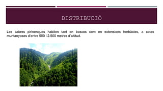 DISTRIBUCIÓ
Les cabres pirinenques habiten tant en boscos com en extensions herbàcies, a cotes
muntanyoses d’entre 500 i 2.500 metres d’altitud.
 