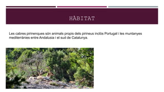 HÀBITAT
Les cabres pirinenques són animals propis dels pirineus inclòs Portugal i les muntanyes
mediterrànies entre Andalusia i el sud de Catalunya.
 