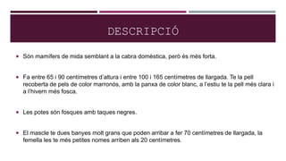 DESCRIPCIÓ
 Són mamífers de mida semblant a la cabra domèstica, però és més forta.
 Fa entre 65 i 90 centímetres d’altura i entre 100 i 165 centímetres de llargada. Te la pell
recoberta de pels de color marronós, amb la panxa de color blanc, a l’estiu te la pell més clara i
a l’hivern més fosca.
 Les potes són fosques amb taques negres.
 El mascle te dues banyes molt grans que poden arribar a fer 70 centímetres de llargada, la
femella les te més petites nomes arriben als 20 centímetres.
 